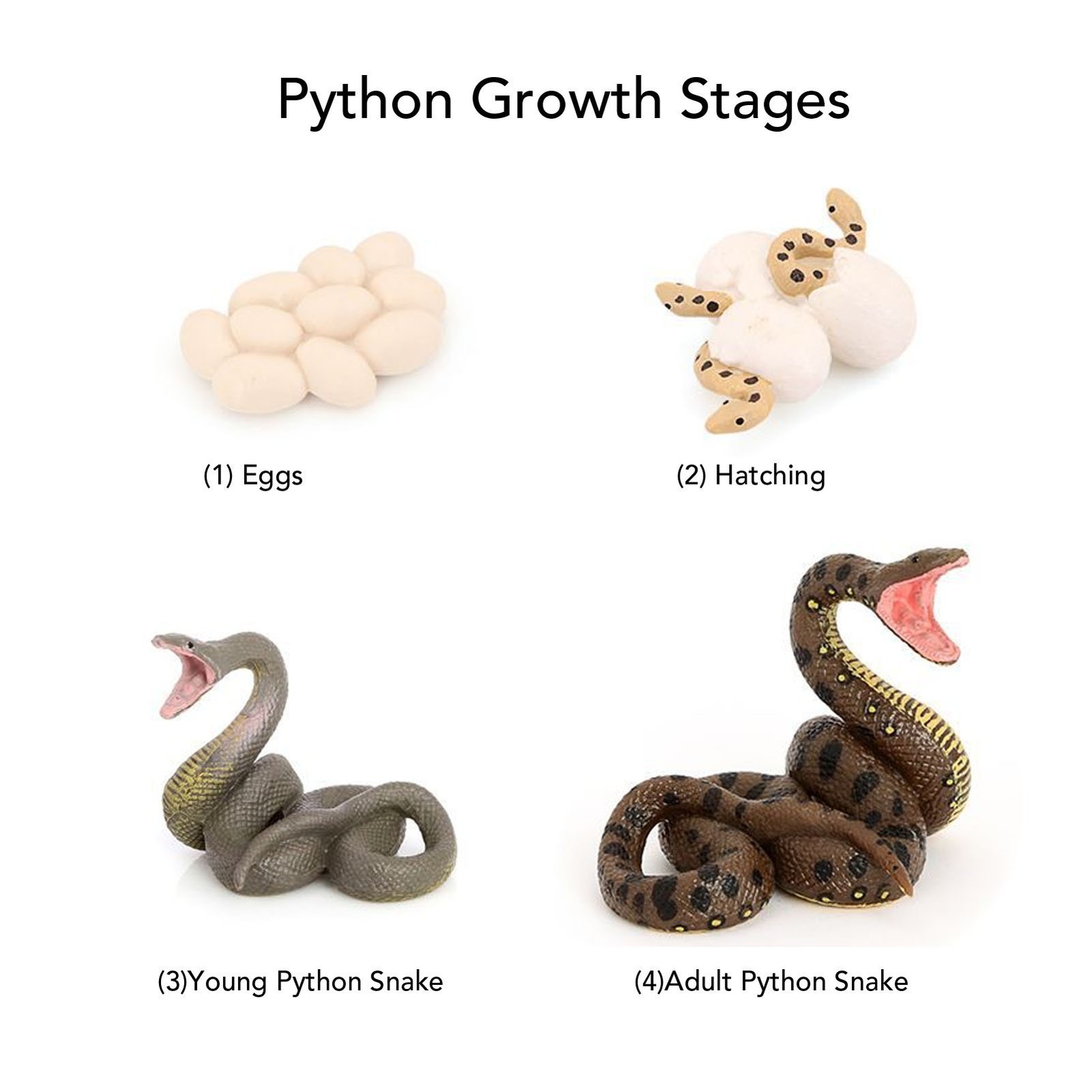 4 Pcs Snake Growth Cycle Model Toys Realistic Educational Play Simulated Snake