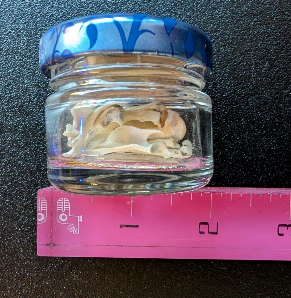 30 to 35 Owl Pellet Bones in a Small Glass Jar and a Bone Identification Chart.