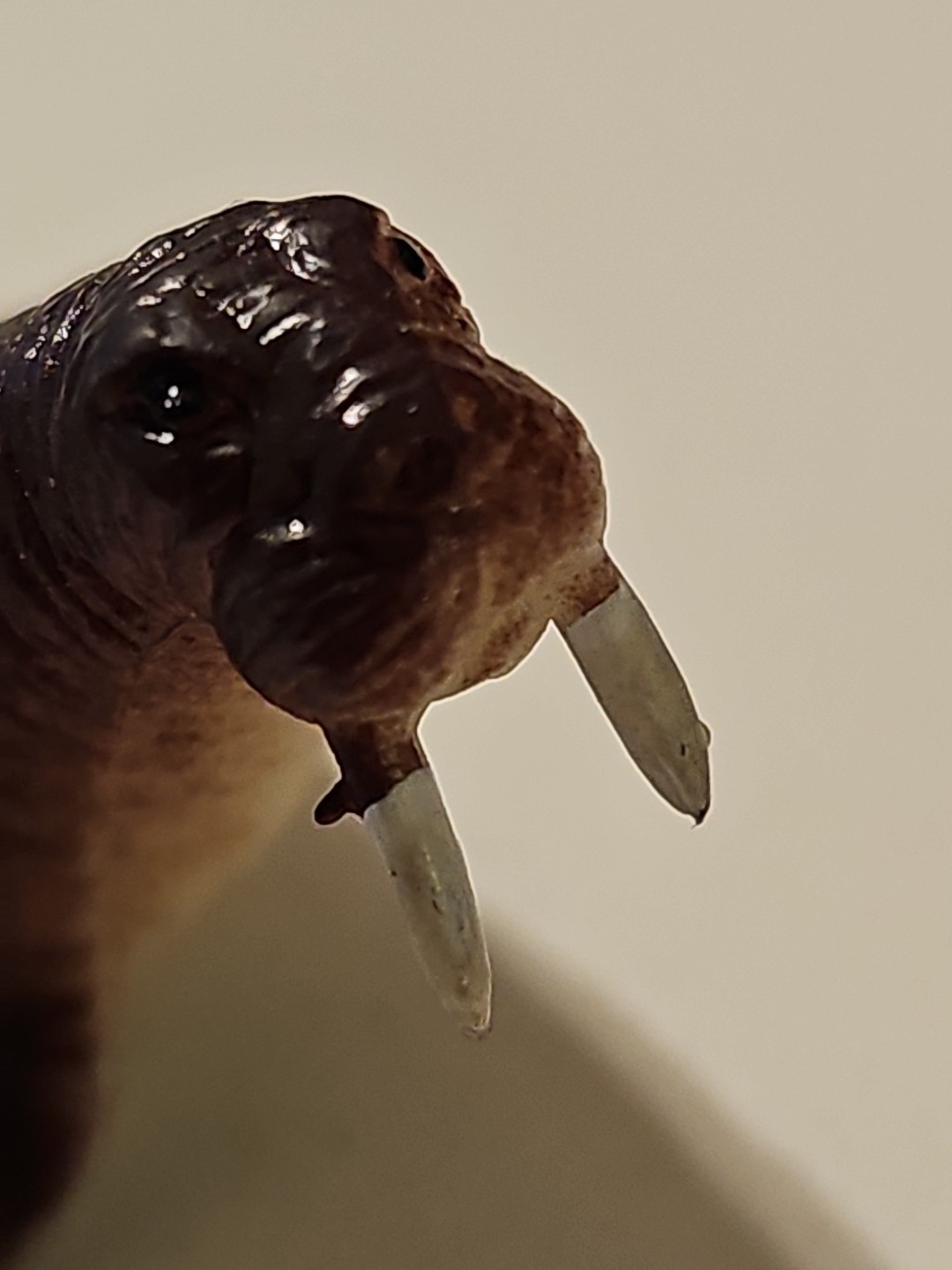 Unbranded Brown Sea Lion Plastic Toy Figure- 2.5 Inches Long, 1 Inch Tall
