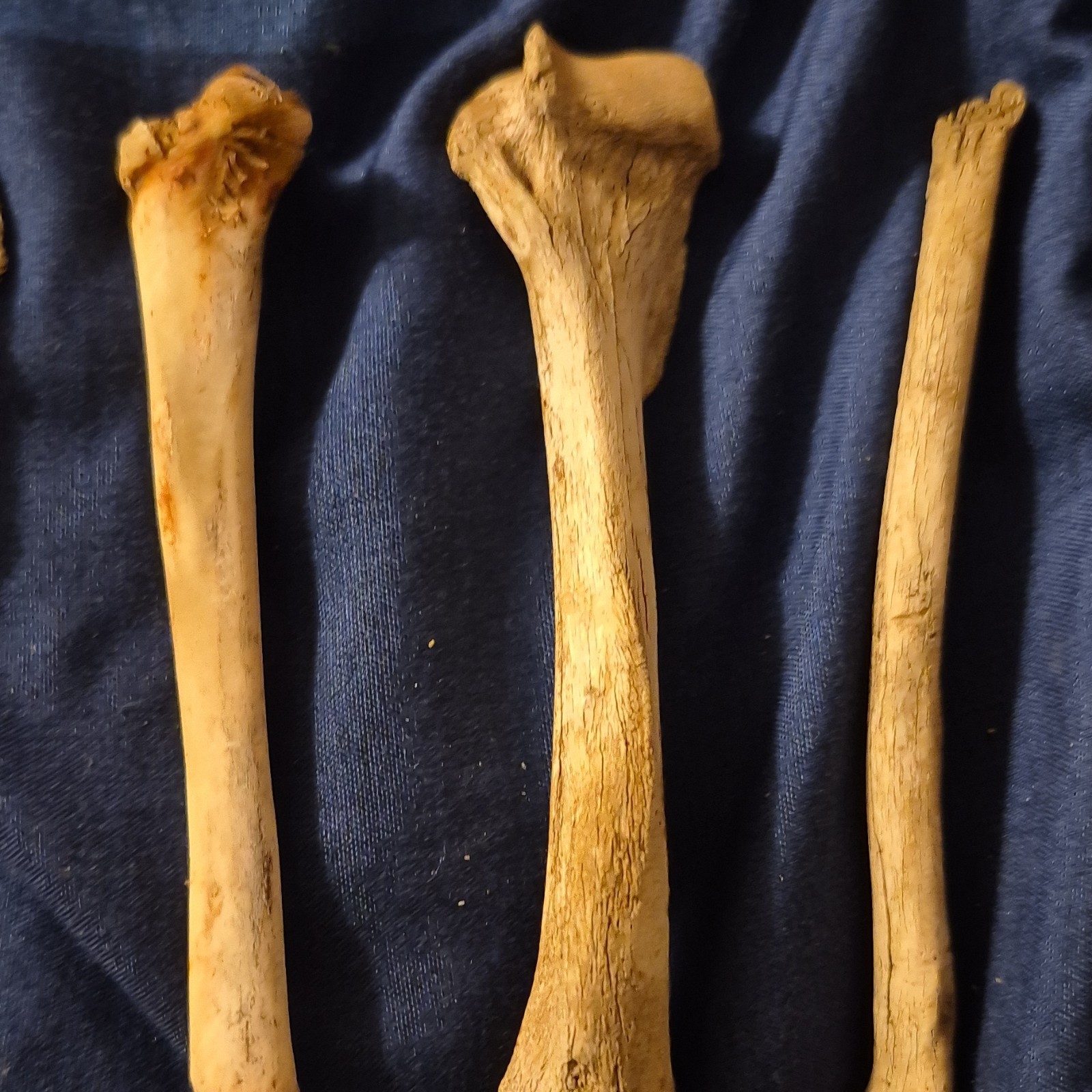 Animal Skull and Bone Collection with Vertebrae and Limb Bones