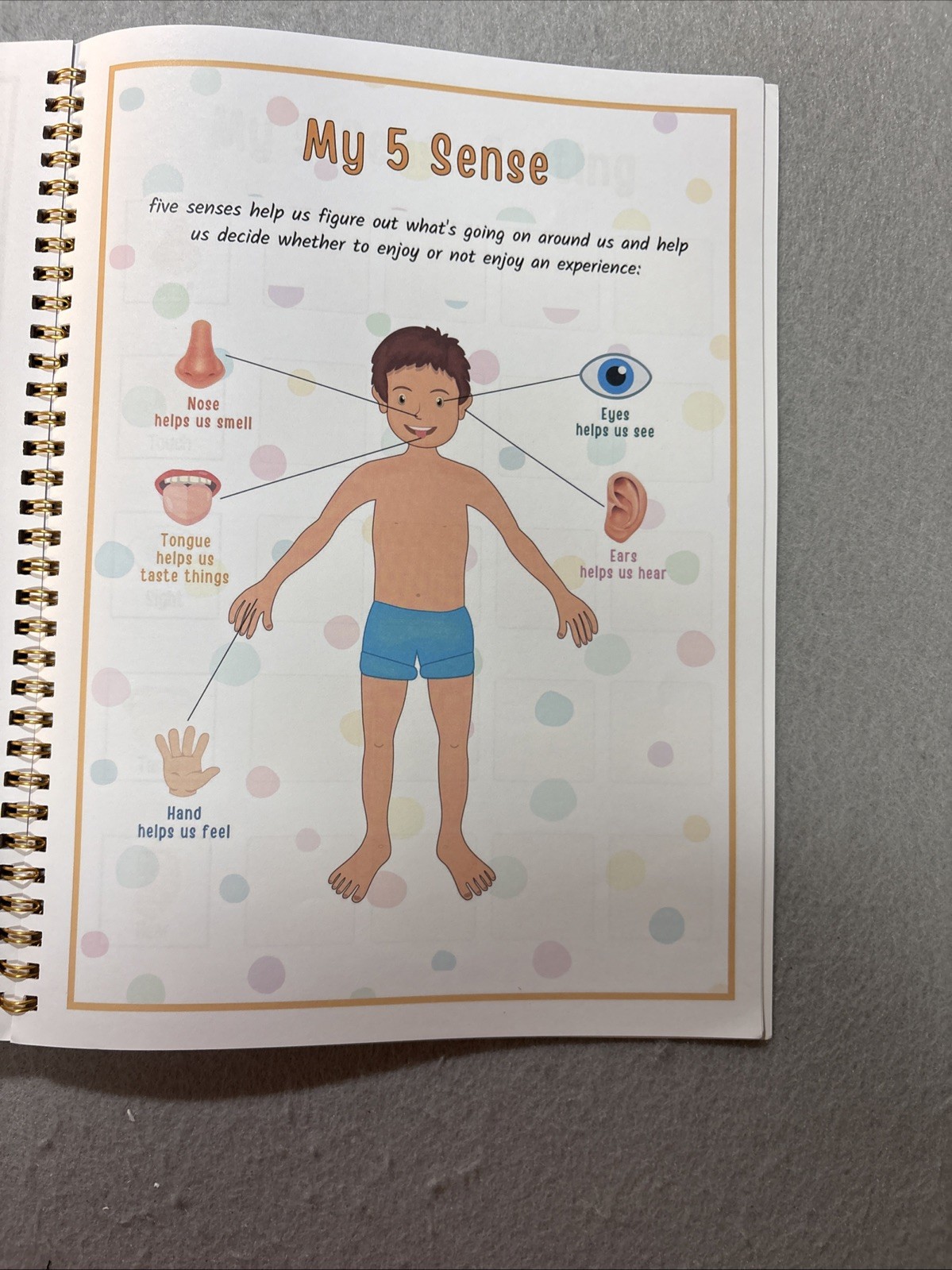 Human Body Anatomy Busy Book for Kids Ages 4-8. Montessori Body Model