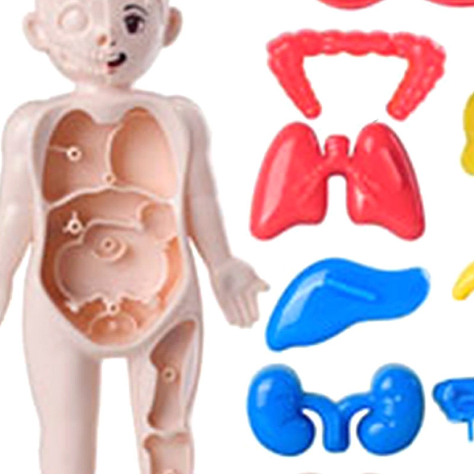 Human Body Puzzle Body Parts Organs 3D Puzzle Toys with 14 Pieces Model for Kids