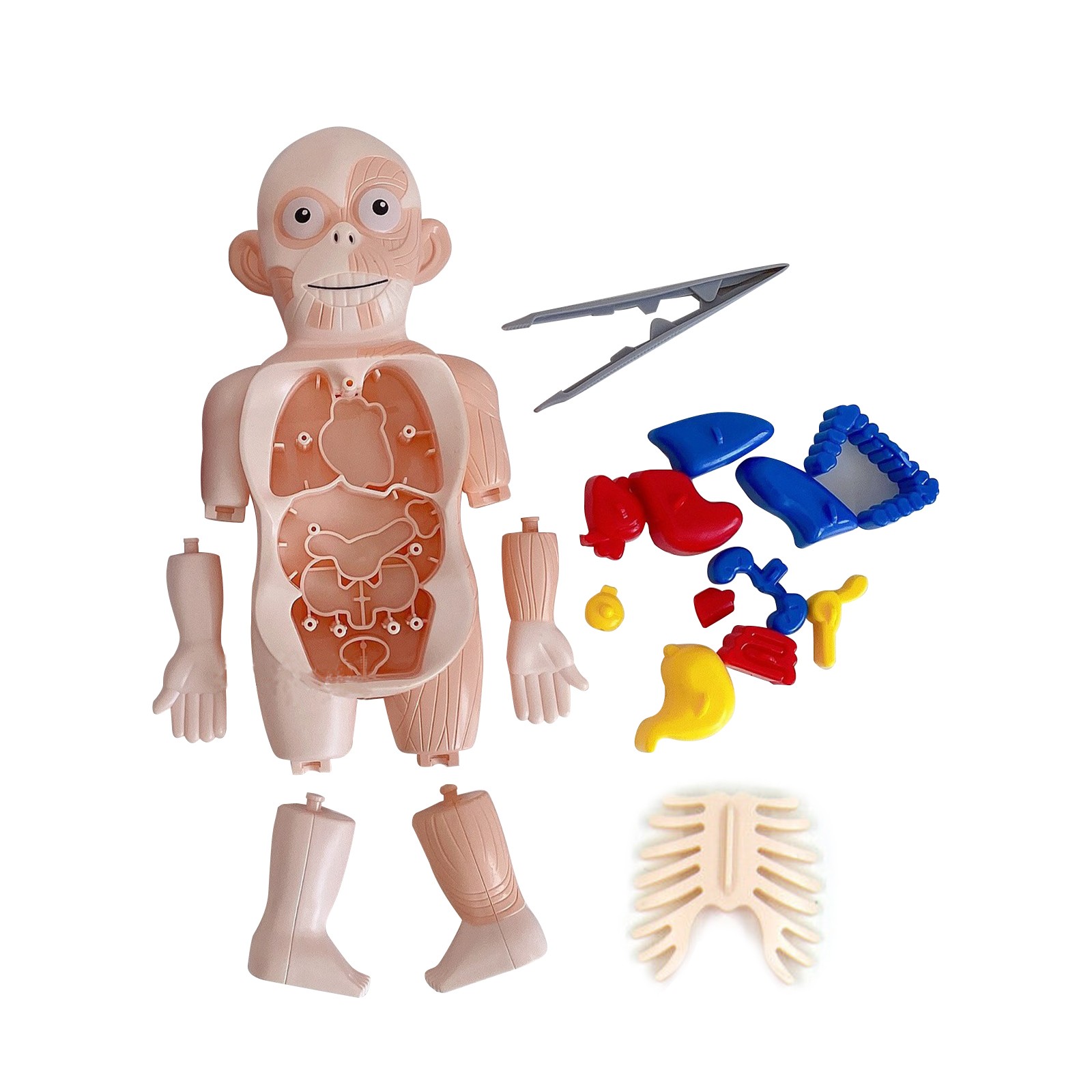 3D DIY Puzzle Human Body Anatomy Model Learning Organ Assembled Toy Body Organ