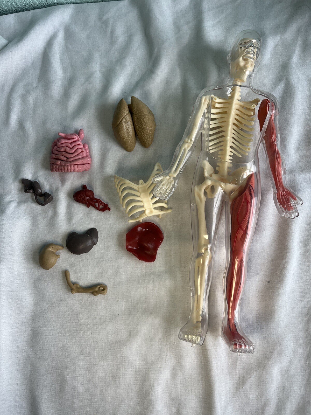 12” Human Body Hands On Science Kit No Stand Or Tweezers/Scissors Learning Toy
