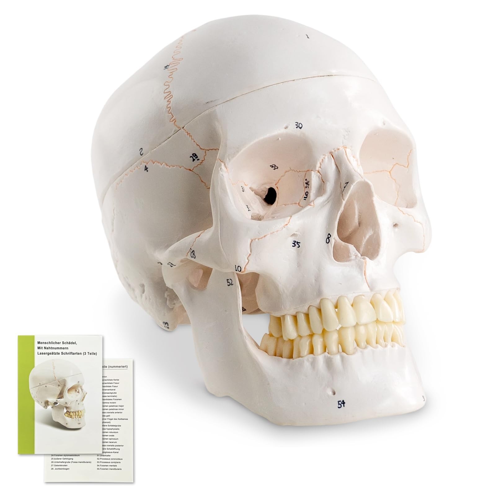 Life-Size 9″ Human Skull Model – 54 Medically Numbered Anatomical Parts,Medic…
