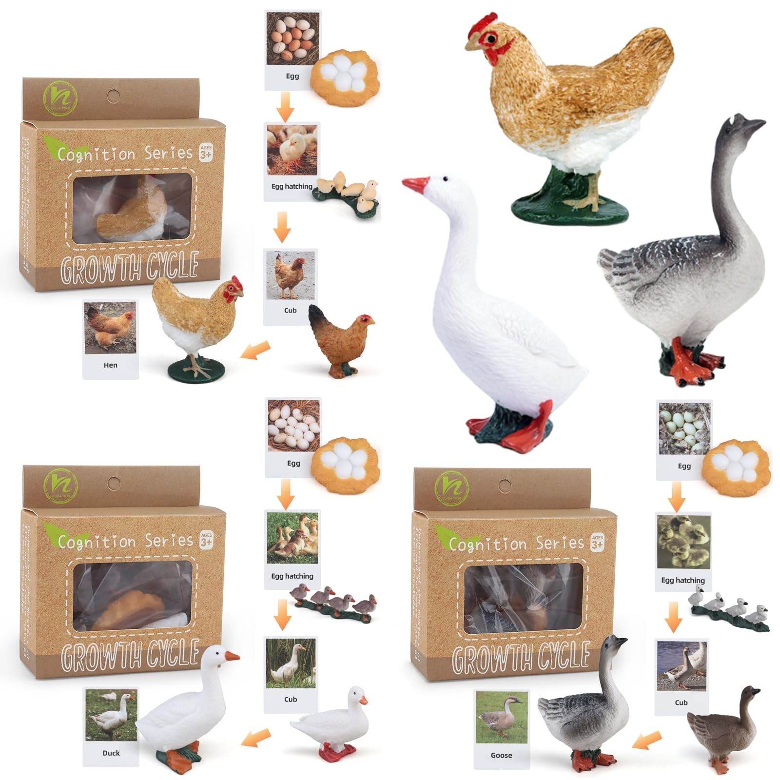 Montessori Life Cycle Animal Figurines Learning & Education Toys, Plastic Ins…
