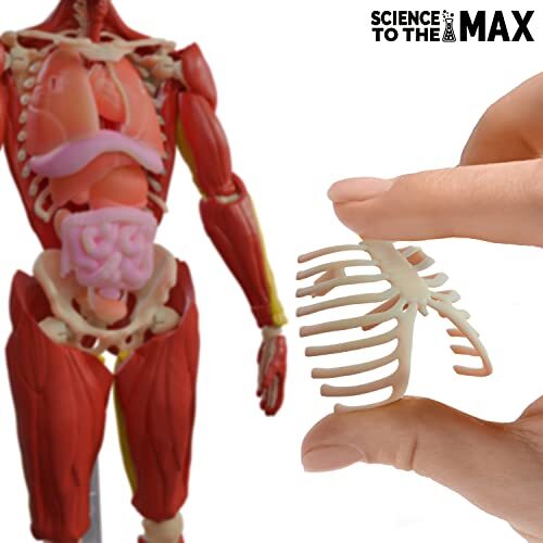 Interactive 3D Human Body Puzzle Model STEM Toy for Kids 8-12 Anatomy Learn