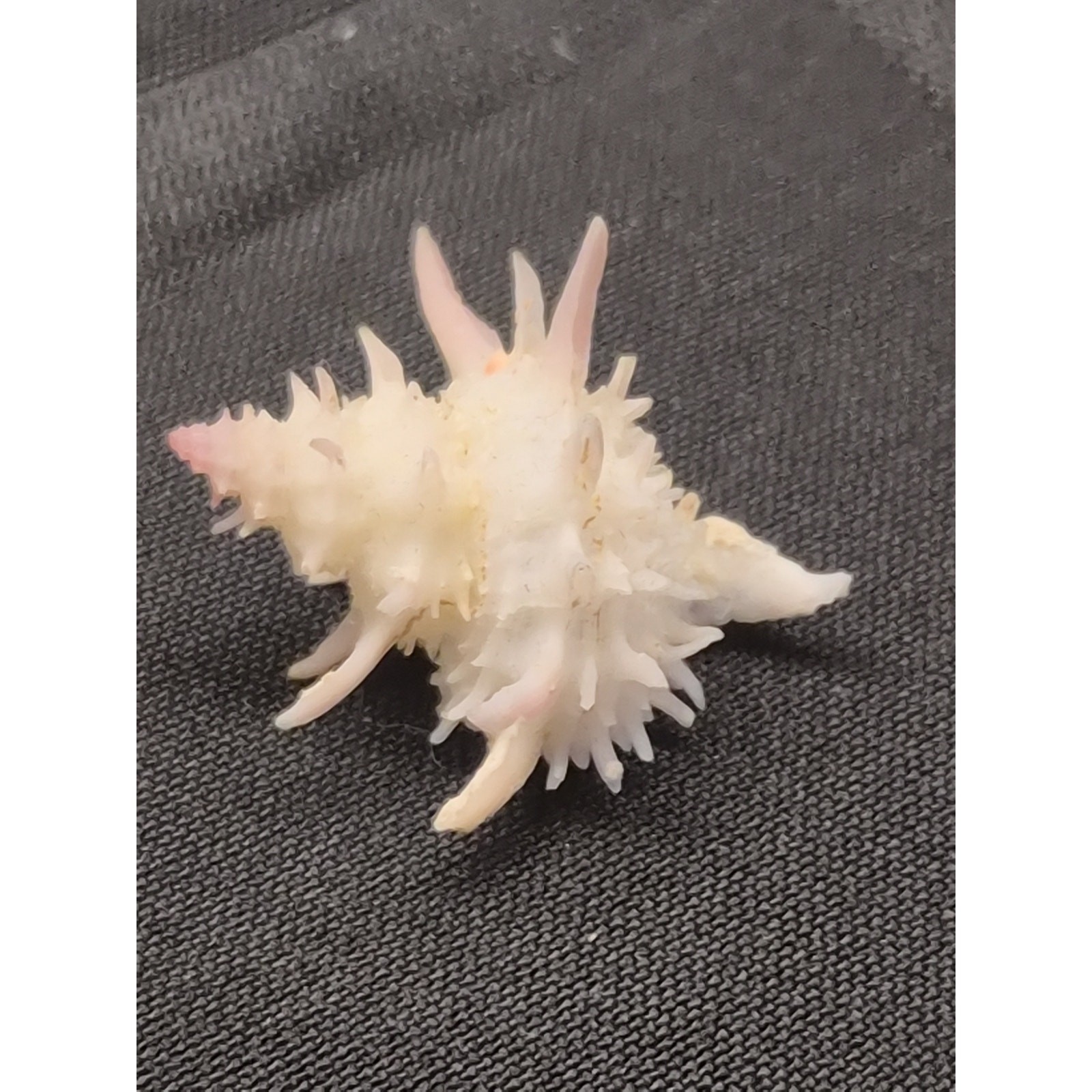 Latiaxis nakayasui 30mm Spiny Seashell Panglao Bohol Philippines w/ Label